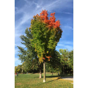 Javor červený (Acer rubrum) ´SCANLON´ - výška 250-300 cm, obvod kmeňa 6/8 cm kont. C18L 
